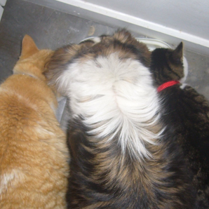Cross-Species Sibling Sharing