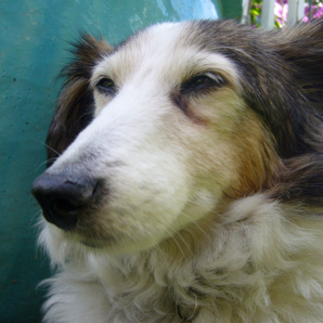 The Regal Snout