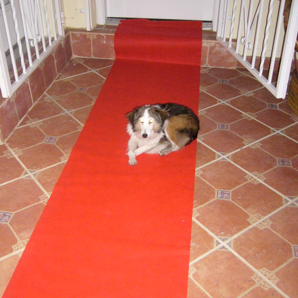 At Home On The Red Carpet