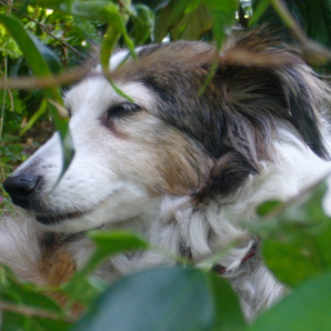 The Farrah Fawcett of Dogs in Repose